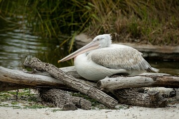 Tranquil scene of a pelican perched atop a wooden log