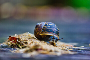 Tiny cute snail on straw in a terrace: macro photography with a lovely bokeh effect in the...