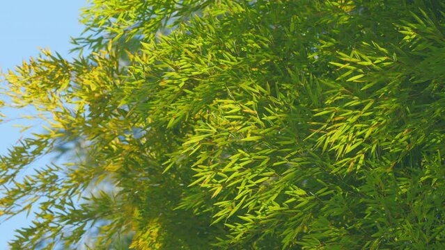 Green Bamboo Leafs Against Sunlight With Blue Sky Background. Pleioblastus Viridistriatus. Still.