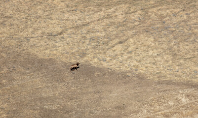 A Bull Tule Elk in a Hilly Grass Habitat walking up the Hill.