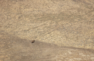 A Bull Tule Elk in a Hilly Grass Habitat walking up the Hill.