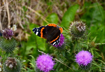 The red admiral butterfly