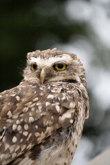 Portrait of a little owl