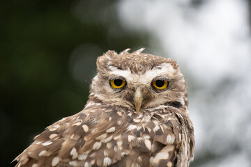 Portrait of a little owl