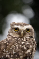 Foto op Canvas Portrait of a little owl © edualgp
