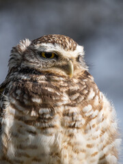 Portrait of a little owl