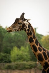 Giraffe standing in a natural setting of grassy plants near a forested area