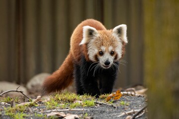 Curious red panda stands in its enclosure at the zoo, gazing directly at the camera
