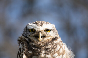 Portrait of a little owl