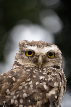 Portrait of a little owl