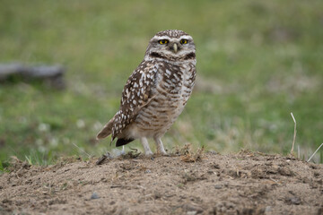 Portrait of a little owl