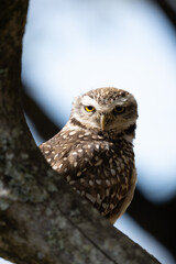 Portrait of a little owl