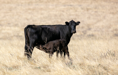 A Cow and Her Calf in Grasslands