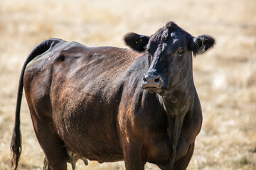 A Cow in a Grassy Field