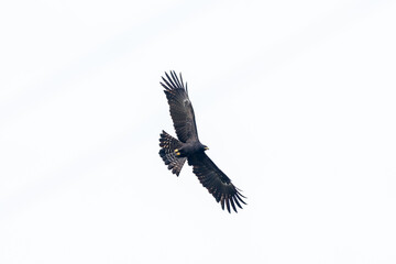 The black eagle (Ictinaetus malaiensis) is a bird of prey