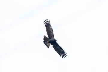 Poster The black eagle (Ictinaetus malaiensis) is a bird of prey © Banu