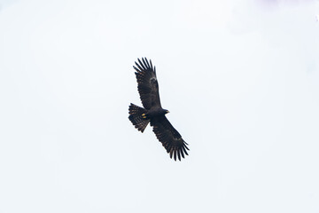 The black eagle (Ictinaetus malaiensis) is a bird of prey