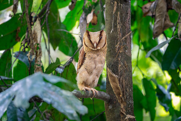 The Sri Lanka bay owl (Phodilus assimilis) is a species of bay owl in the family Tytonidae