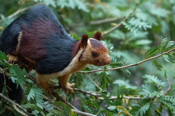 The Indian giant squirrel or Malabar giant squirrel (Ratufa indica) - obrazy, fototapety, plakaty