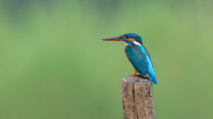 The common kingfisher (Alcedo atthis), also known as the Eurasian kingfisher and river kingfisher, is a small kingfisher.