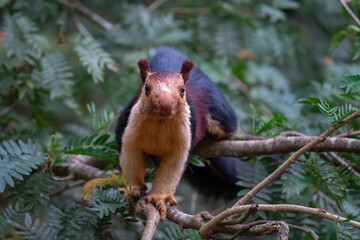 The Indian giant squirrel or Malabar giant squirrel (Ratufa indica)