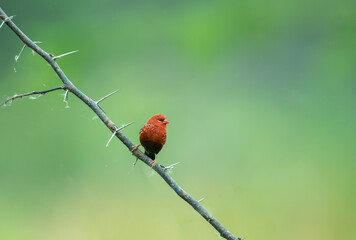 Strawberry finch or red avadavat (Amandava amandava)