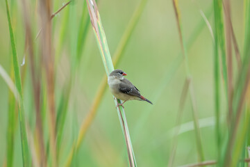 Strawberry finch or red avadavat (Amandava amandava)