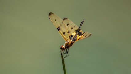 Rhyothemis variegata, known as the common picture wing or variegated flutterer, is a species of dragonfly of the family Libellulidae