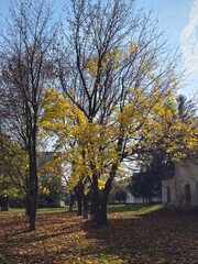Naklejka premium A tree with yellow leaves