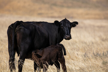 Obraz na płótnie Canvas A Cow and Her Calf in Grasslands