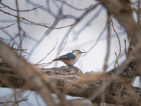 Common nuthatch perched on a tree branch in a natural outdoor setting