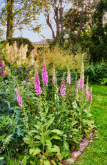 Foxglove flowers growing in a botanical or home garden in summer. Pink digitalis purpurea flowering plants blooming amongst greenery and vegetation in a park. Wildflowers on a lawn in nature