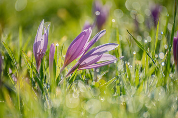 spring crocus flowers