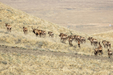 Fototapeta na wymiar A Herd of Tule Elk in a California Grassland Environment