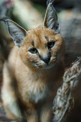 Portrait of Caracal in zoo