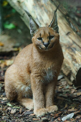 Portrait of Caracal in zoo