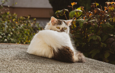 le chat se repose