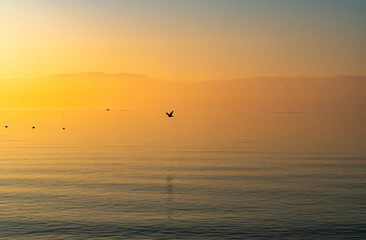 paysage coucher de soleil et oiseaux qui volent