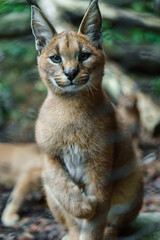 Portrait of Caracal in zoo