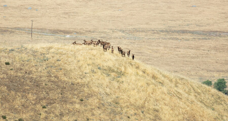 A Herd of Tule Elk in a California Grassland Environment