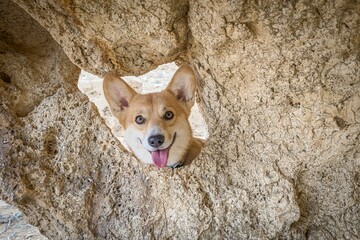 Cute corgi looking through the hole in a rock.