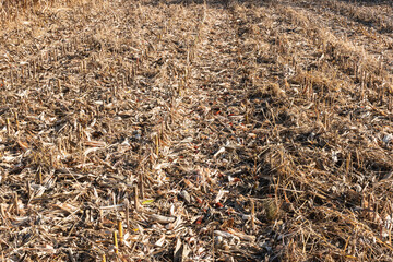 A field planted with corn. Farm. Cultivated plant