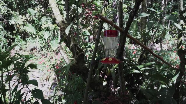 quick and tiny humming birds flying around a feeder in the rainforest near Revash in the andes mountains of Peru.