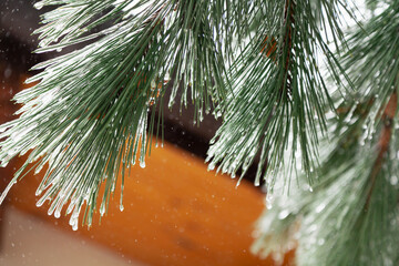 Long pine needles covered with thin layer of ice....