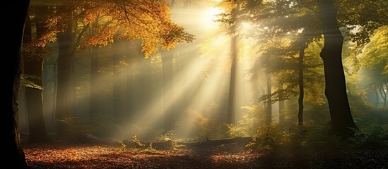 Autumn forest with sunbeams and rays of light shining through the trees - obrazy, fototapety, plakaty