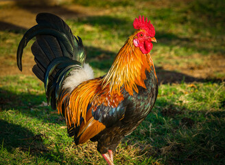 Native wild rooster, Kauai, Hawaii, USA. - 672322784