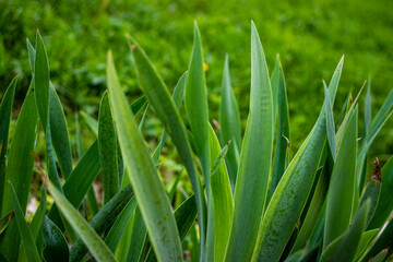 Closeup of a Agave plant 