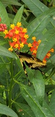 Beautiful butterfly perched atop a lush green leaf