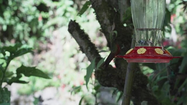 quick and tiny humming birds flying around a feeder in the rainforest near Revash in the andes mountains of Peru.