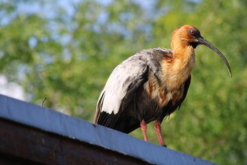 Image of a bird with long beak perched atop a ledge